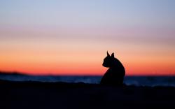 Mood Dog Silhouette Nature Sunset