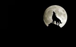 Moon Silhouette Wolves Wallpaper #219911 - Resolution 1440x900 px