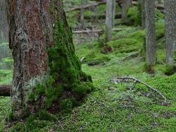 Free Stock Photo in High Resolution - Climbing Moss - Forest - Landscapes. >