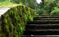 Moss stairs