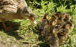 Mother duck and babies