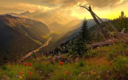 DOWNLOAD: Mountain Valley flowers.jpg free picture 2560 x 1600