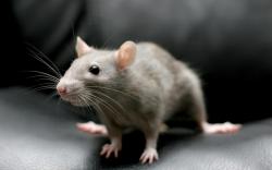 mouse animal high quality new wallpaper