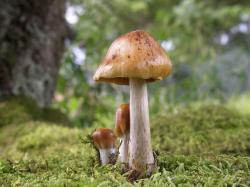 Desktop Wallpaper · Gallery · Nature Wood Mushroom