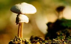 Mushrooms Forest Nature