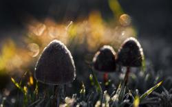 Mushrooms Nature Light