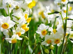 Narcissus flowers pictures. The daffodil is the national flower of Wales. The Narcissus flower is perceived quite differently in the east than in the west.