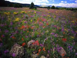 Field of flowers on the Apache-Sitgreaves National Forest