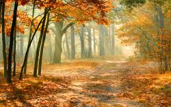 Nature autumn forest