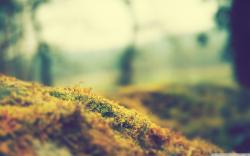 Bokeh Res: 2560x1600 / Size:558kb. Views: 39576. More Nature wallpapers