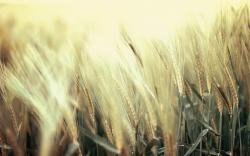 Nature Field Wheat Close-Up