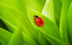 Nature Grass Ladybug