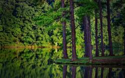 Nature, forest, spruce, river, reflection in water