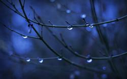 Twigs Water Drops Nature