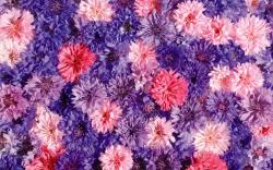 Neat Flower Backgrounds