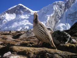 Nepal Himalayas Bird