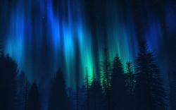 Download Northern lights over fir trees 1920x1200 Wallpaper