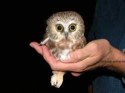 Northern saw w. Northern saw w. Heres another saw whet owl Image