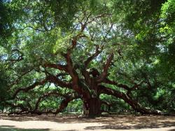 Angel Oak in March 2010; The man standing under the tree is 5 feet 11 inches (180 centimeters) tall.