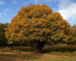 Common Name: Oak Scientific Name: Quercus species. Family: Fagaceae (the Beech family)