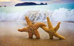 Ocean beach starfish