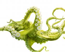 green octopus wallpaper