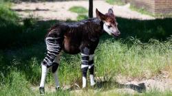 Baby Okapi starts to explore