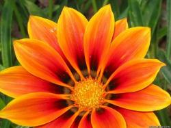 beautiful orange flower