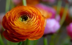 Orange Flower Macro
