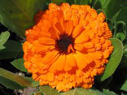 Orange Flowers Photos Hd Images 3 HD Wallpapers