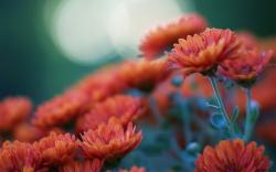 Orange Flowers Chrysanthemums Blur Photo