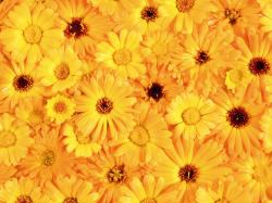 Download texture: yellow flowers, texture, flowers, flower background, flower texture