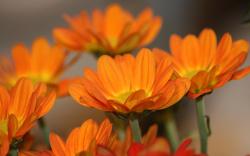 Pretty Orange Flowers