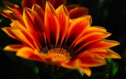 Orange Flowers · Orange Flowers · Orange Flowers ...