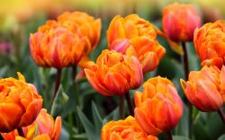 Orange tulips hd 1