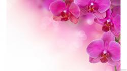 Orchid Wallpapers Free Download in Resolution