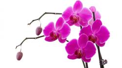 “Moth Orchid” Phalaenopsis