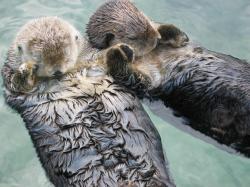 Sea_otters_holding_hands. Otters Hold Hands