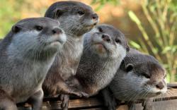 Cute Otter Wallpaper · Otter Wallpaper ...