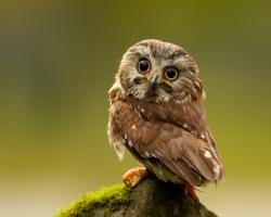 Owl- Photo#02