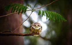 Owl Bird Eyes Branch Leaves
