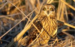 Owl Bird Grass Dry Nature