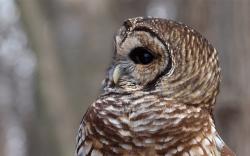 Owl Bird Profile HD Wallpaper