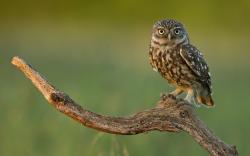 Owl Bird Nature Branch Dry Wood
