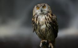 Owl Serious look