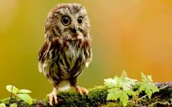 ... Owl-Wallpapers-Images ...