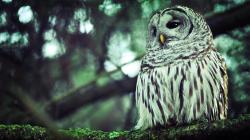 176930 426253 Baby-Owl-Wallpaper flyingowl-278701 ...