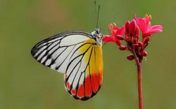Wallpaper Tags: red yellow orange asia flower butterfly white