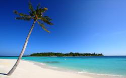 palm-tree-beach-island-blue-ocean-sand_095462.jpg