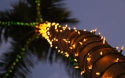 Palm Tree Lights